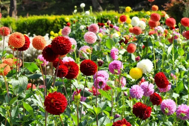 【ダリアの育て方】明るい太陽の下で輝く花。ダリアの栽培方法やおすすめ品種、お手入れのポイント
