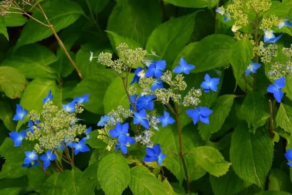 リフトに乗ると足元に野草が広がる。7月はエゾアジサイの青い花が目に入る