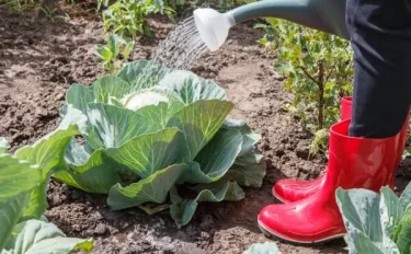 【家庭菜園】秋に植える野菜20選！メリットや育て方、必要な作業を解説
