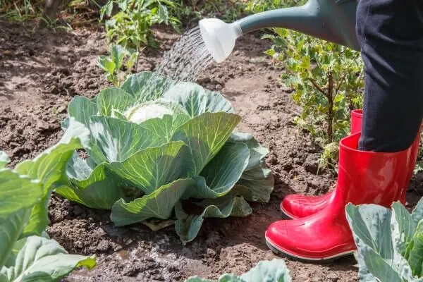 【家庭菜園】秋に植える野菜20選！メリットや育て方、必要な作業を解説