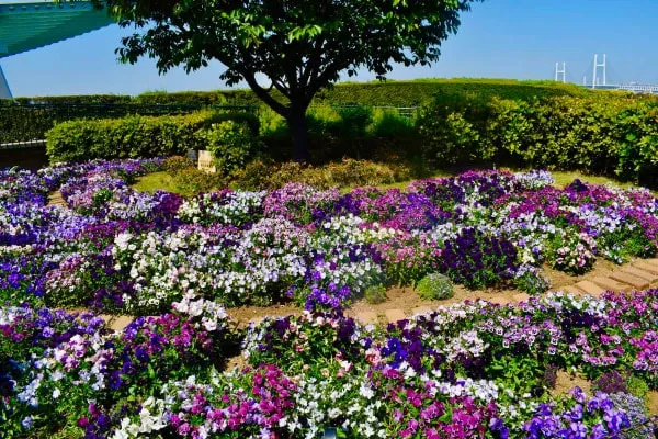 ベイブリッジが遠くに見える港の見える丘公園のガーデン。今頃は初夏の花に変わっているかもしれません。