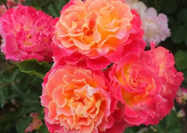 アンリアレイジ　色の変わる花　バラ PHOTOCHROMIC CORSAGE ROSE｜ANREALAGE OFFICIAL ONLINE SHOP