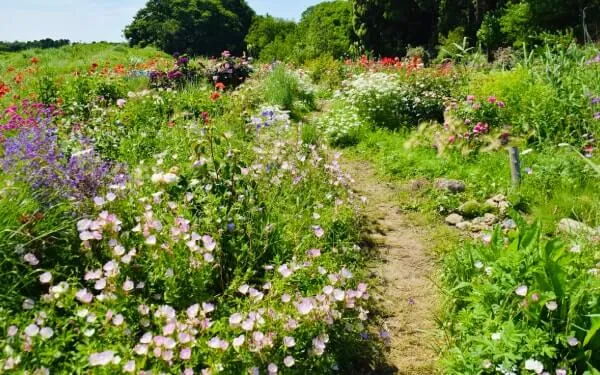 草花とバラが混在するペレニアルガーデンです。