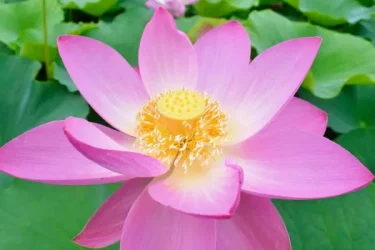 古代と現代を繋ぐハス、大賀ハス | 植物とあなたをつなぐPlantia