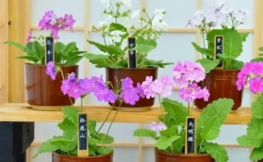 サクラソウ 江戸から伝わる日本らしい春の花