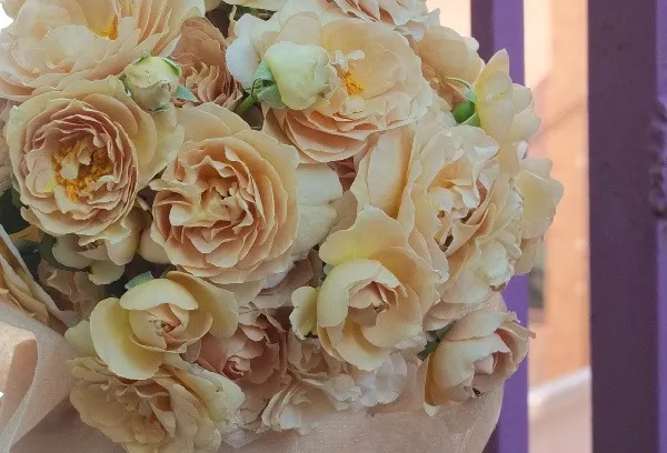 Labyrinth バラの迷宮 pickup112『ラ ブロッシュ』