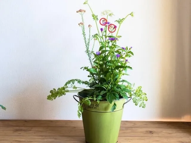 寄せ植えづくり