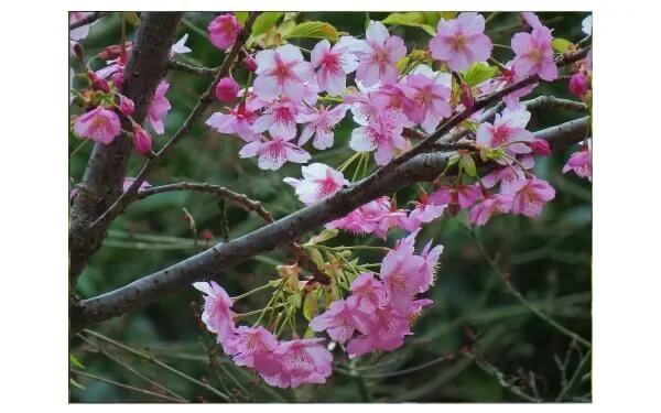 カワヅザクラ（浄智寺）