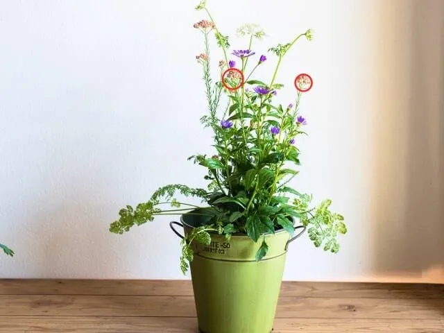 寄せ植えづくり