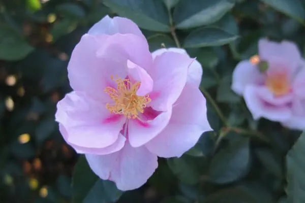 ルイスキャロル　お花が素敵なボレロ