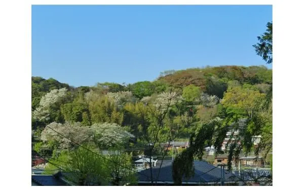 北鎌倉の山の桜　オオシマザクラ、ヤマザクラ、ソメイヨシノ