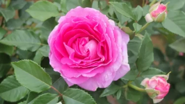 Labyrinth バラの迷宮 pickup116『フォーラン マリア』