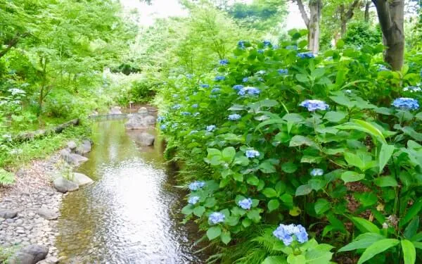 アジサイと竹林に囲まれた風景