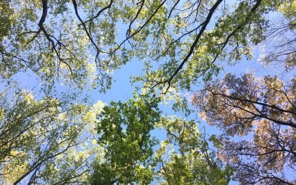 空を見上げ、すこし露出を上げて（太陽マークを上になでて）撮った写真