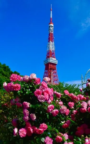 ‘ストロベリー アイス’と東京タワー