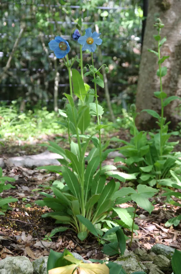 日光水生植物園の青いケシ