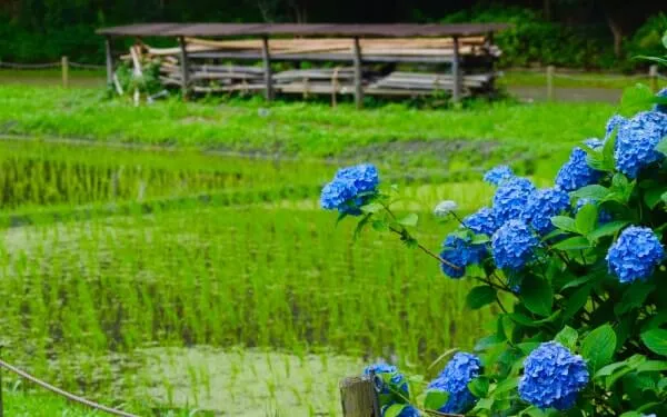 水田などのある畦沿いに咲くアジサイ