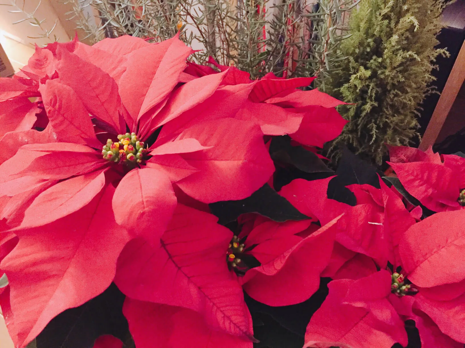 油絵 クリスマスの花 赤 ポインセチア 油絵 クリスマスの花 赤 ポインセチア