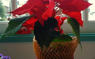 クリスマスに欠かせない植物！ポインセチアを育てよう