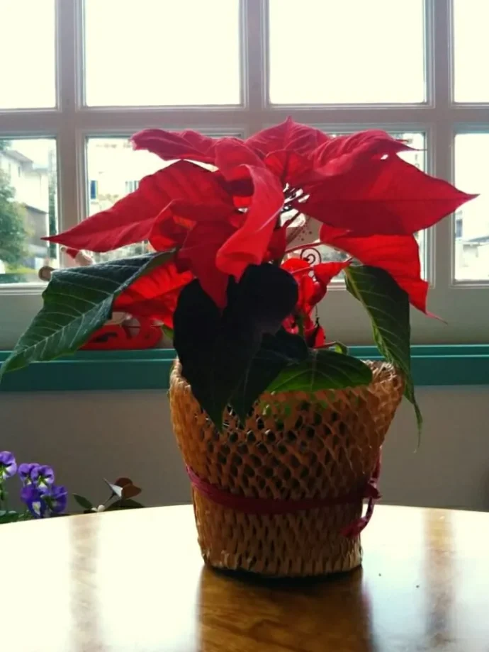 クリスマスに欠かせない植物！ポインセチアを育てよう