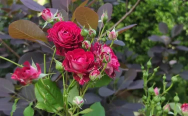 Labyrinth バラの迷宮 pickup86『ソムリエール』