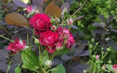 Labyrinth バラの迷宮 pickup86『ソムリエール』