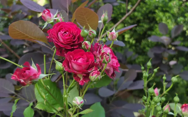 Labyrinth バラの迷宮 pickup86『ソムリエール』