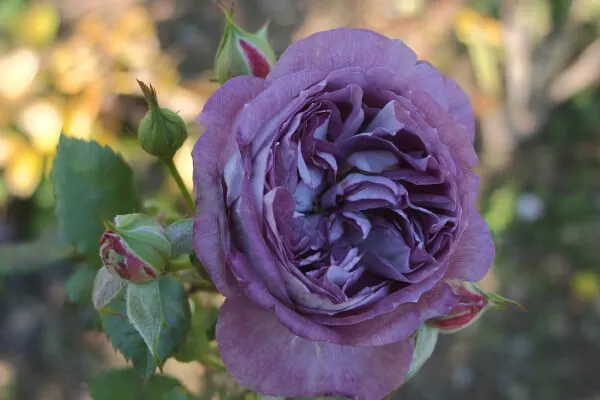 Labyrinth バラの迷宮 pickup94『リナルド』