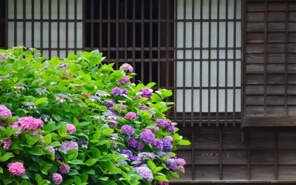 格子戸を背景に咲くアジサイ