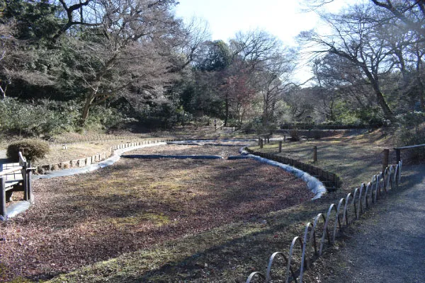 ハナショウブ田。明治の皇后が好んだ花という