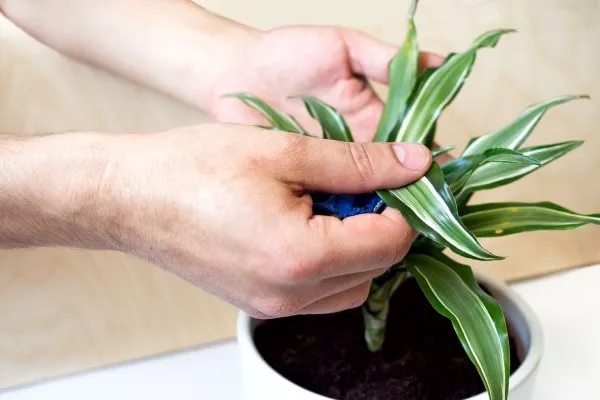 観葉植物】 室内でも育てやすいドラセナ(幸福の木)の育て方とは