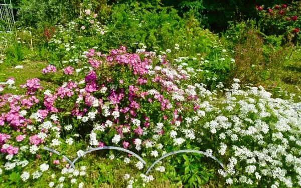 修景バラとオルラヤの混植