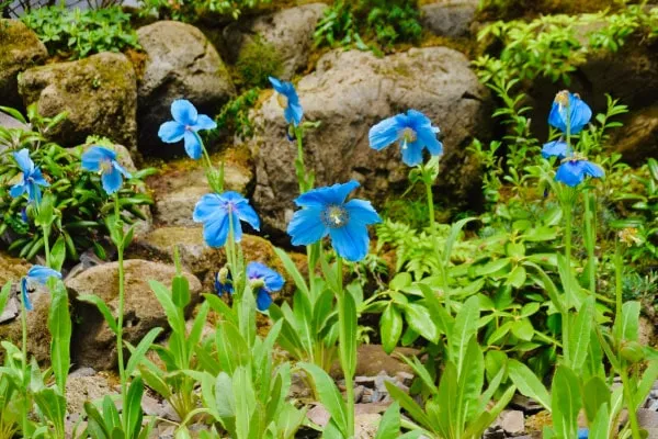 箱根湿性花園の植栽　写真・出澤清明