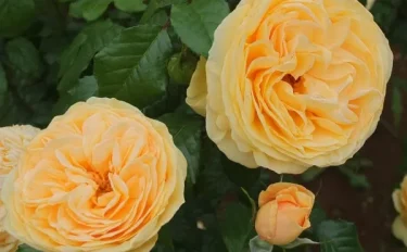 Labyrinth バラの迷宮 pickup103『ティップン トップ』