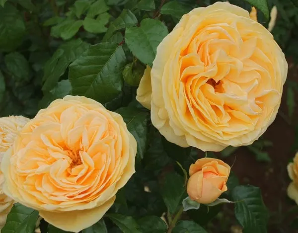 Labyrinth バラの迷宮 pickup103『ティップン トップ』