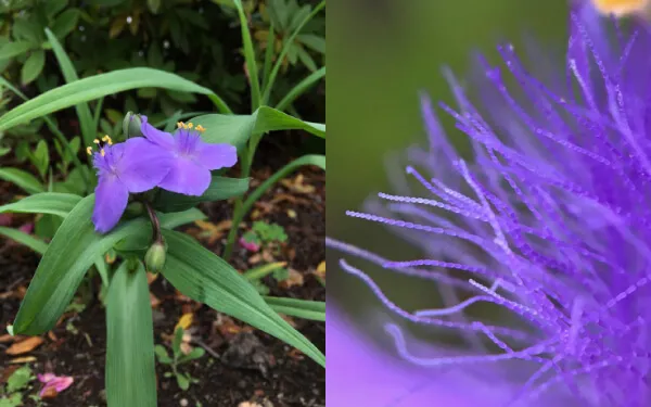 花の雄しべから生える微小な毛