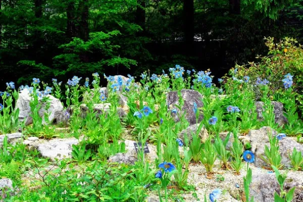 六甲高山植物園での植栽