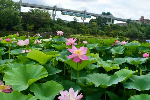 千葉公園の大賀ハス、後方は千葉都市モノレール