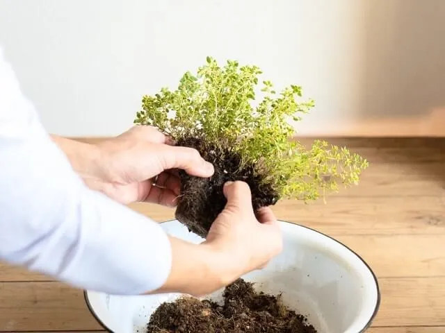 寄せ植えづくり