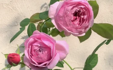 Labyrinth バラの迷宮 pickup106『コント ドゥ ラ フェール』