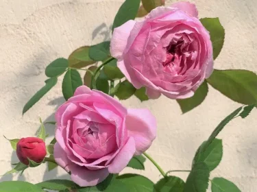 Labyrinth バラの迷宮 pickup106『コント ドゥ ラ フェール』