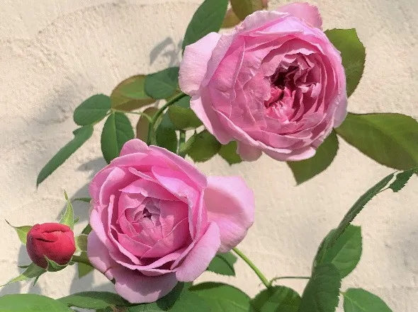 Labyrinth バラの迷宮 pickup106『コント ドゥ ラ フェール』