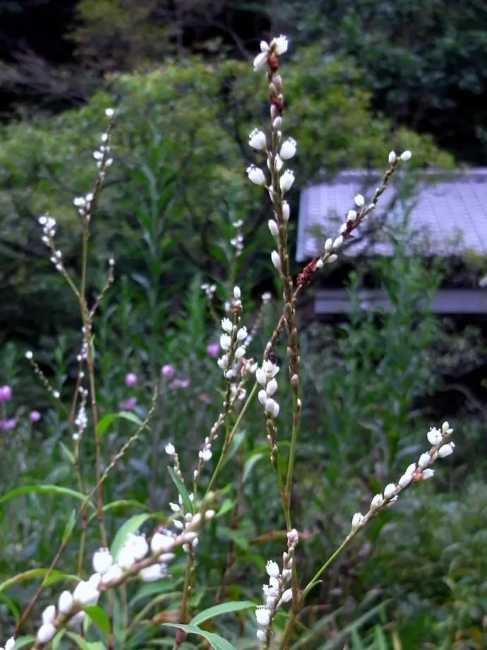 白花サクラタデ　タデ科