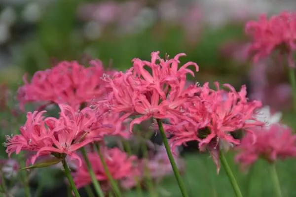 魅惑の花‘ダイヤモンドリリー’、オリンピックへの挑戦と夢　横山直樹