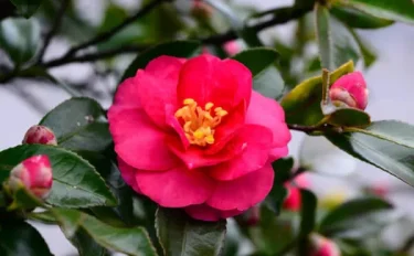 【サザンカの育て方】ひたむきな花の姿が心を和ませる。 冬に咲く山茶花を育ててみよう