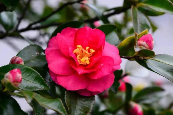 【サザンカの育て方】ひたむきな花の姿が心を和ませる。 冬に咲く山茶花を育ててみよう