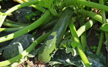 【家庭菜園】ズッキーニの育て方｜栽培や収穫のコツ、トラブルの対処方法