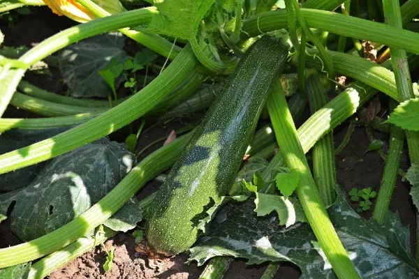 【家庭菜園】ズッキーニの育て方｜栽培や収穫のコツ、トラブルの対処方法