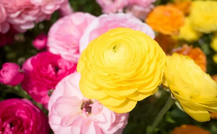 【ラナンキュラスの育て方】 咲き方で表情が変わる！ 花言葉や育て方、増やし方は？