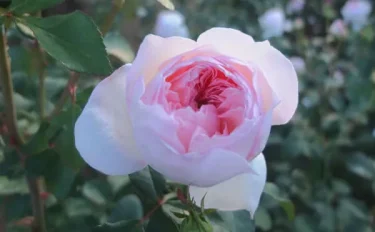 Labyrinth バラの迷宮 pickup96『プリンセス　ヴェール』